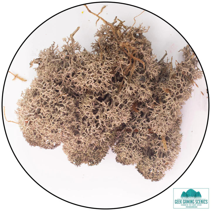 Lichen - Reindeer Moss (Icelandic Moss) Brown