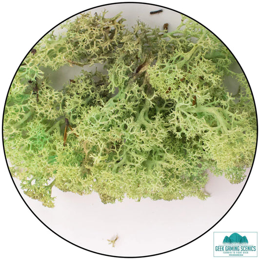 Lichen - Reindeer Moss (Icelandic Moss) Mint Green