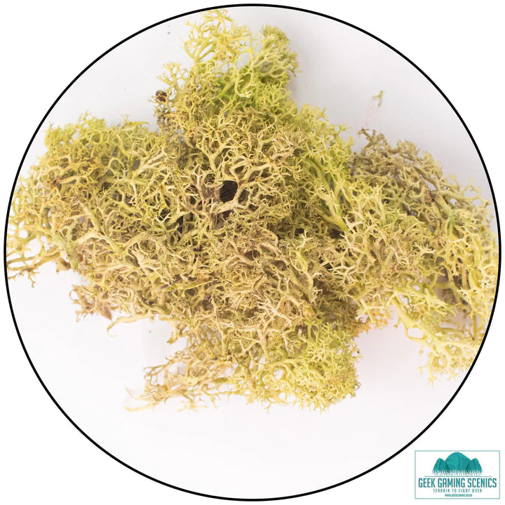 Lichen - Reindeer Moss (Icelandic Moss) Old Green