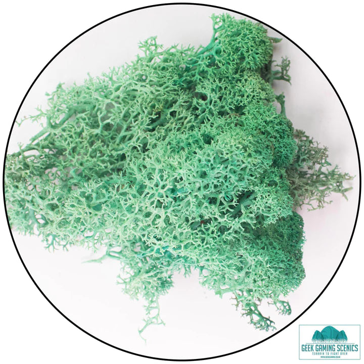 Lichen - Reindeer Moss (Icelandic Moss) Pacific Green