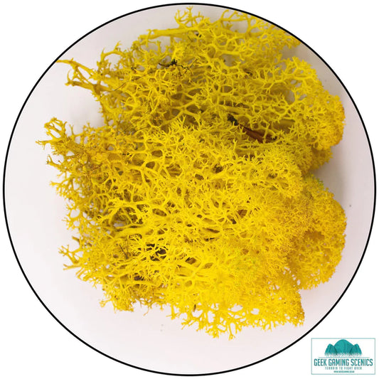 Lichen - Reindeer Moss (Icelandic Moss) Yellow
