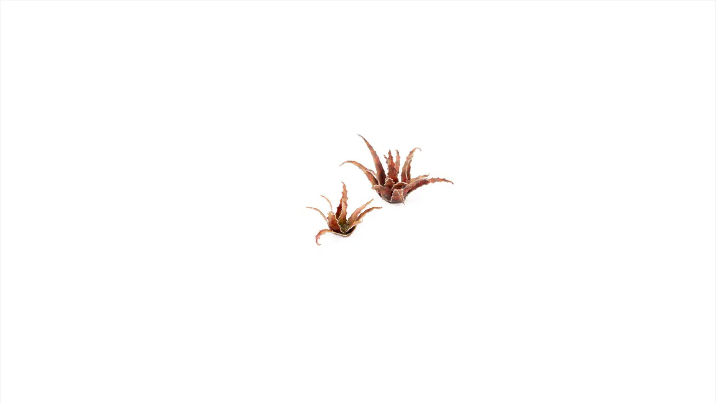 Red Aloe