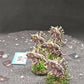 5x Barbgaunts #98 Well Painted Tyranids Warhammer 40k