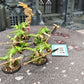 5x Saurus Warriors #246 Well Painted Seraphon AOS Warhammer 40k