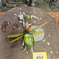 Pusgoyle Blightlord #484 Maggotkin of Nurgle AOS Warhammer 40k