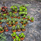 Primaris Salamanders Army Space Marines Warhammer 40k