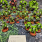Primaris Salamanders Army Space Marines Warhammer 40k