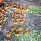 Large Leagues of Votann Army Warhammer 40k