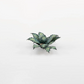 Blue Agave