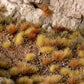 Dry Steppe Set