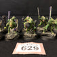 10x Saurus Warriors #629 Well Painted Seraphon Warhammer 40k AOS