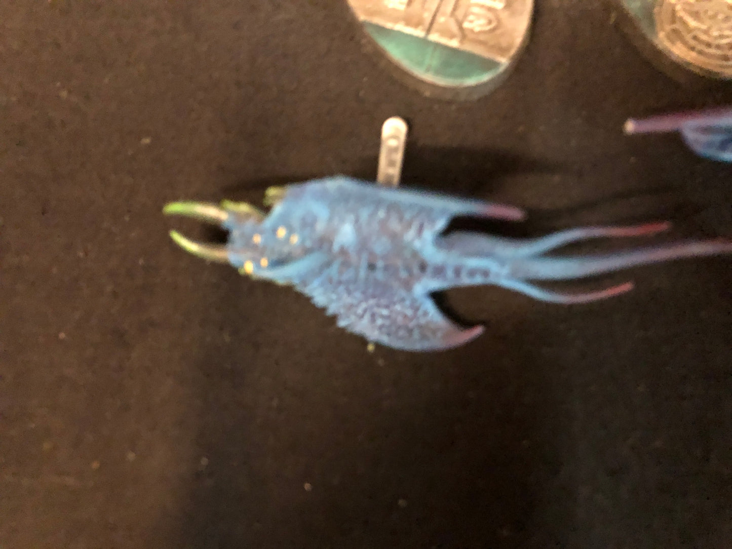 3x Screamers of Tzeentch #937 Disciples of Tzeentch AOS Warhammer 40k