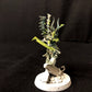 Drazhar #767 Drukhari Warhammer 40k