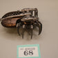 Canoptek Spyder #68 Necrons Warhammer 40k