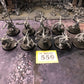 10x Pink Horrors #559 Disciples of Tzeentch AOS Warhammer 40k