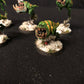5x Squig Hoppers Orks #462 VERY Well Painted Gloomspite Gitz AOS Warhammer 40k