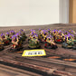 21x Termagants + 2x Ripper Swarms #846 Tyranids Warhammer 40k