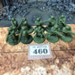 10x Cadian Shock Troops #460 Astra Militarum Warhammer 40k
