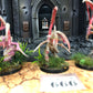 3x Von Ryan's Leapers #666 Very Well Painted Tyranids Warhammer 40k