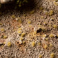 Beige Tiny Tufts 2mm