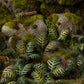 Bracken