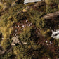 Dark Green Shrubs