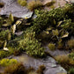 Dark Green Shrub