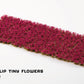 Garnet Tulip Tiny Flowers