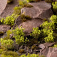 Green Shrubs