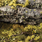 Light Green Shrubs