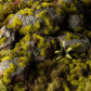 Moss Tufts 2mm
