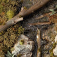 Swamp Shrubs