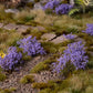 Violet Flowers